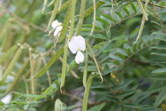 Tephrosia calophylla